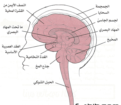❞ كتاب فارماكولوجي باللغة العربية ❝ 