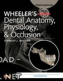 ❞ كتاب Wheeler's Dental Anatomy, Physiology and Occlusion ❝ 